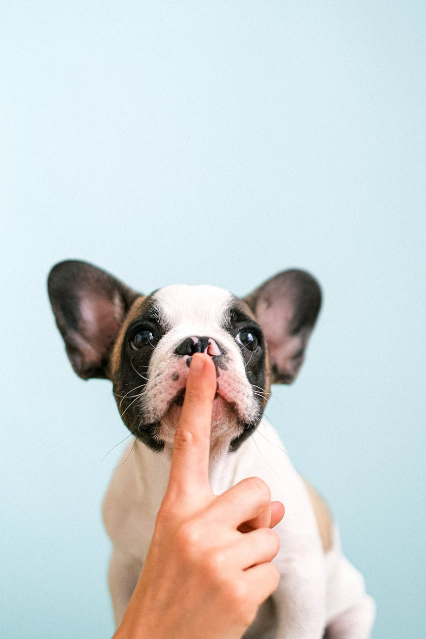 A light hearted take on not being able to say anything. The picture is of a small dog with big ears. Their is a human hand in the picture with the  middle finger being held up in the 'shhhh' position to the dog's mouth. 